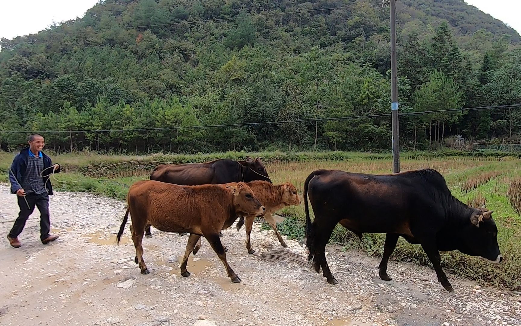 放牛去坡上的路途中小黃牛太處亂跑,在農村散養牛多了真看不過來