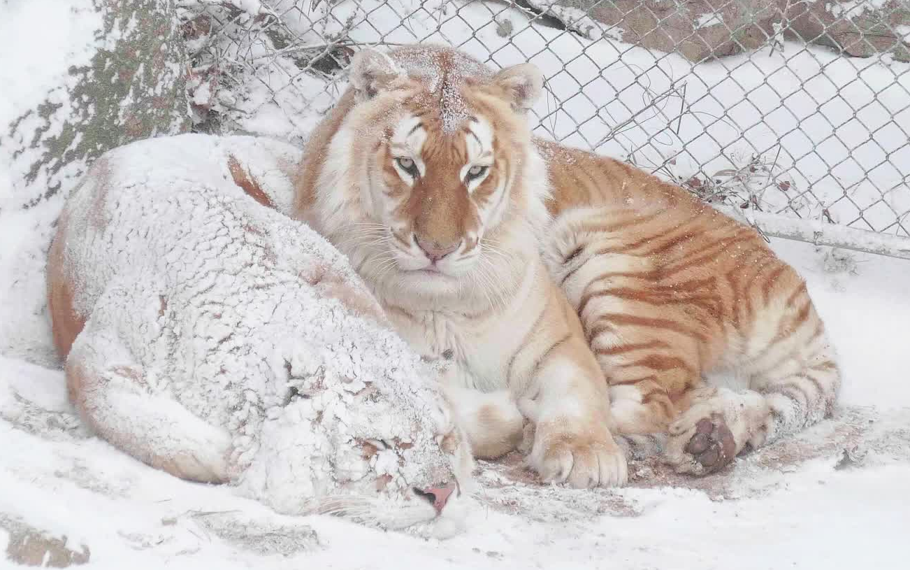 【金虎】看多了平时兄弟俩的样子,下雪天秒变"雪"虎