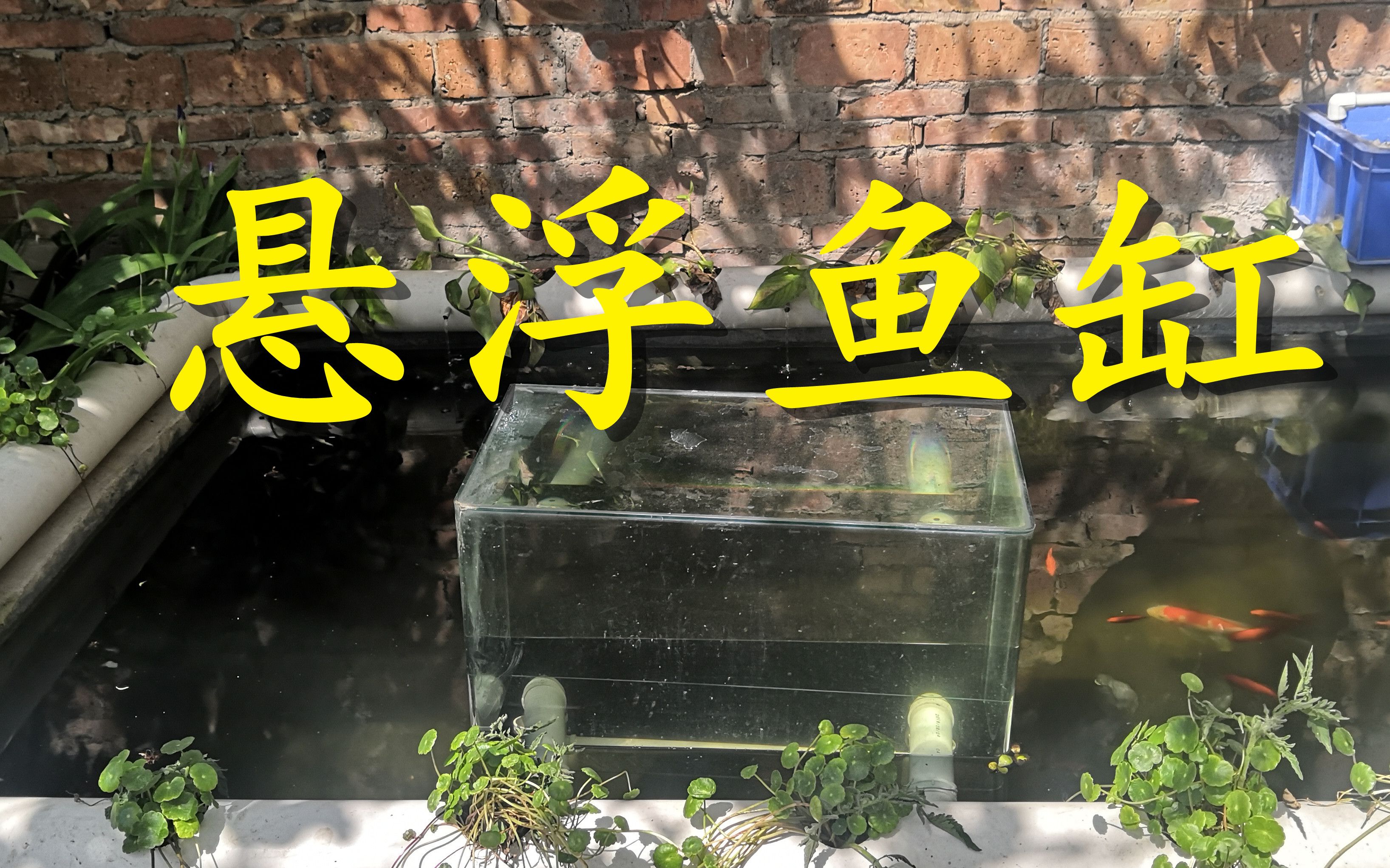 改造农村庭院,在锦鲤池上加装一个悬浮鱼缸,让鱼池更加漂亮