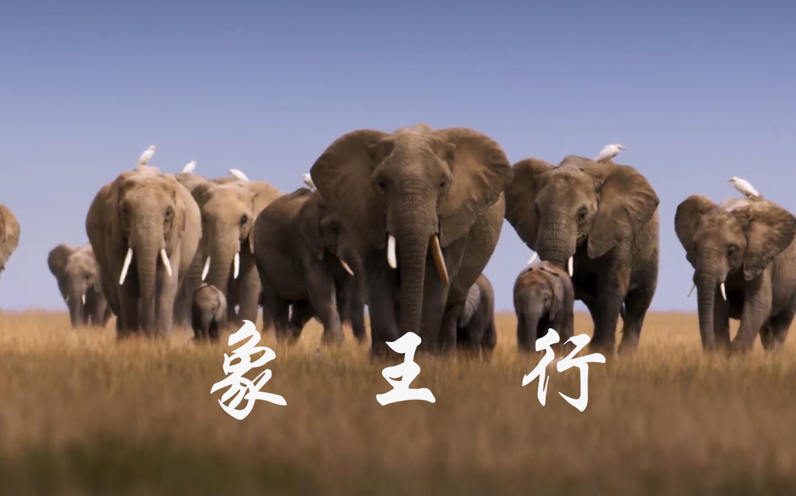 象王行处百兽惶