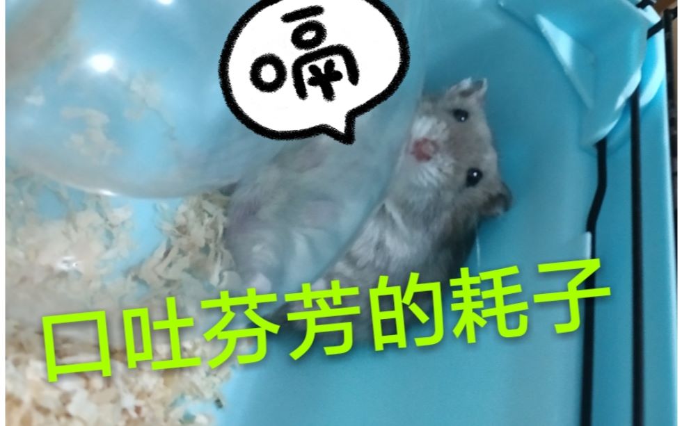 仓鼠鼠鼠嘴里竟吐出如此东西它又吃下了什么