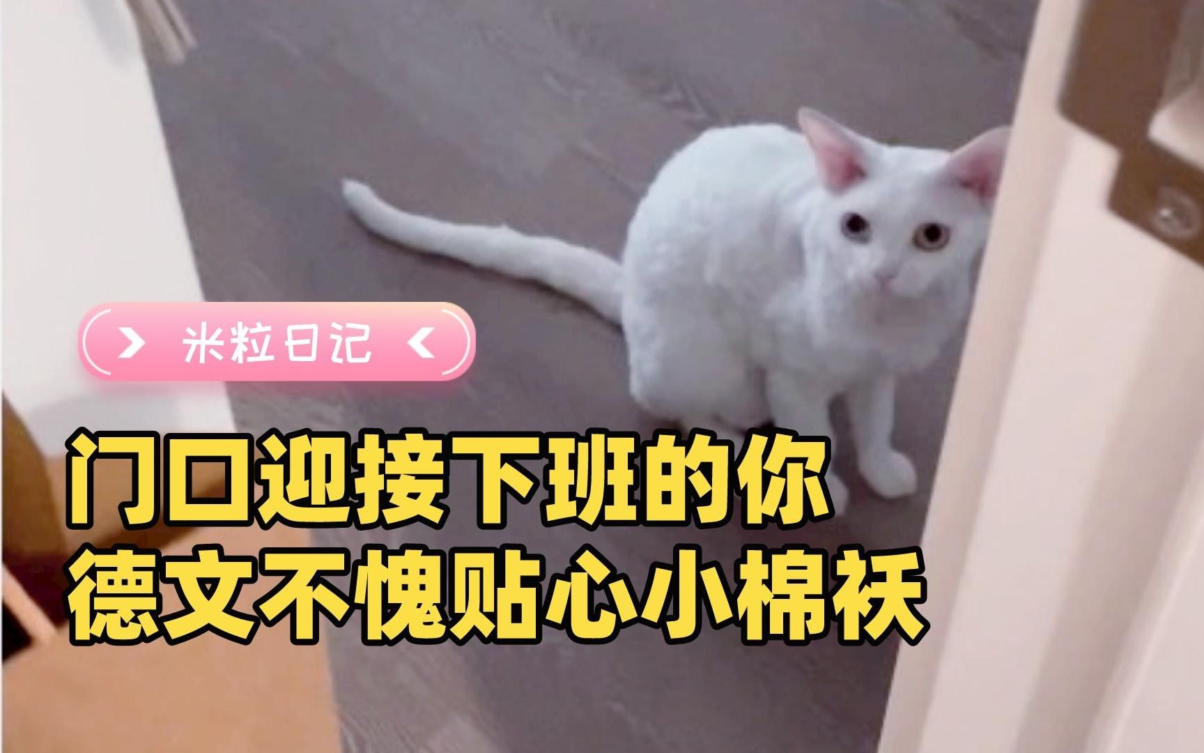 德文有多贴心?下班回家有猫咪迎接的感觉哔哩哔哩bilibili