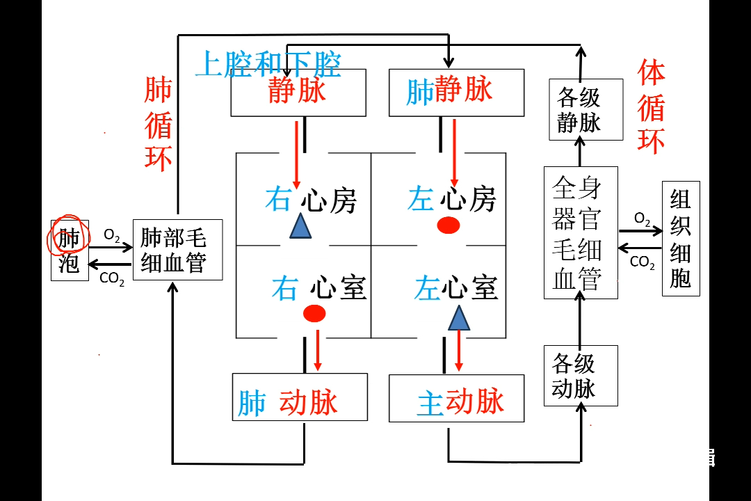 轻松掌握血液循环图哔哩哔哩bilibili