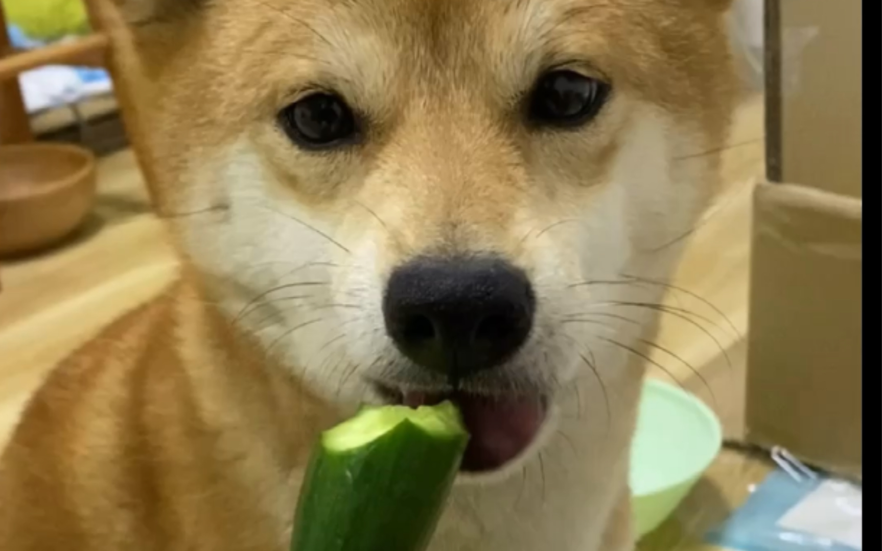 活动作品超爱吃黄瓜的柴犬这声音听上去太带劲了