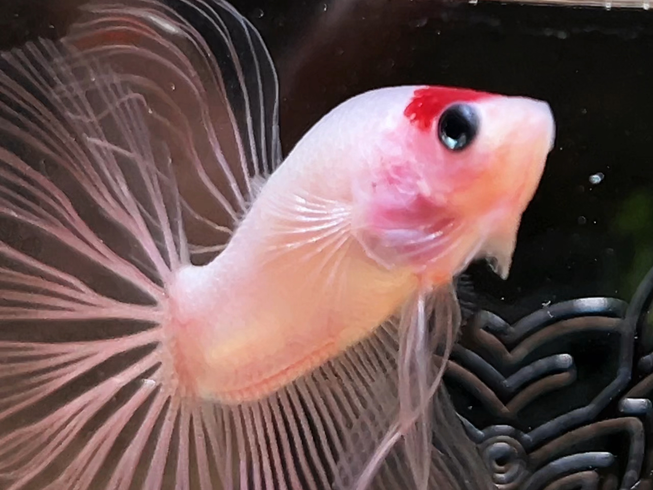 好可爱的丹顶啊 这是养了一条锦鲤呀 【泰国斗鱼】【半月斗鱼】