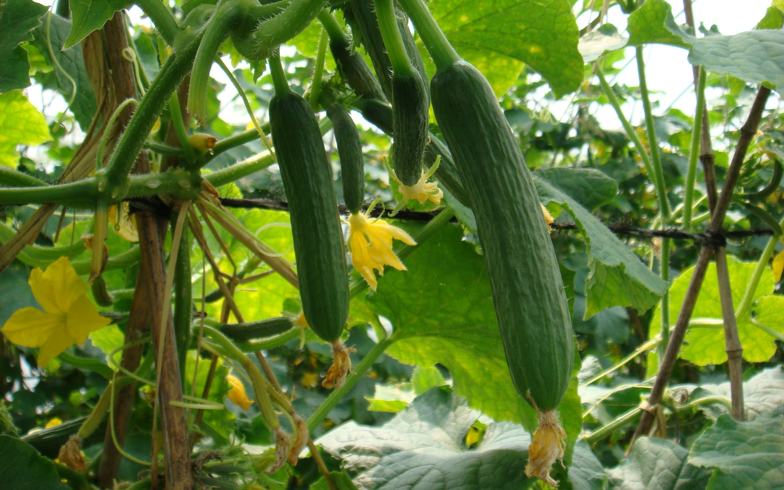 黄瓜出现死秧症状怎么办,不能等必须赶快防治,造成损失可不能行