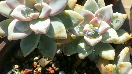 多肉植物 淡雪 也叫幽灵公主 哔哩哔哩 Bilibili