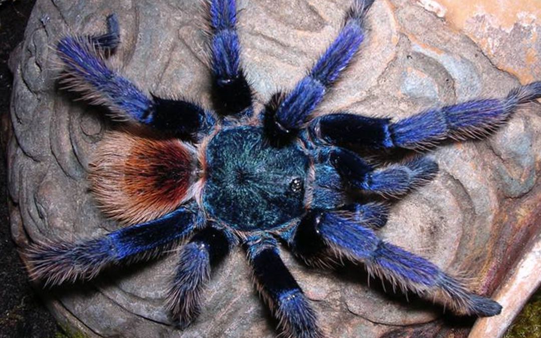 两个委内瑞拉红绿橙捕鸟蛛开箱视频 一个可以换个亚