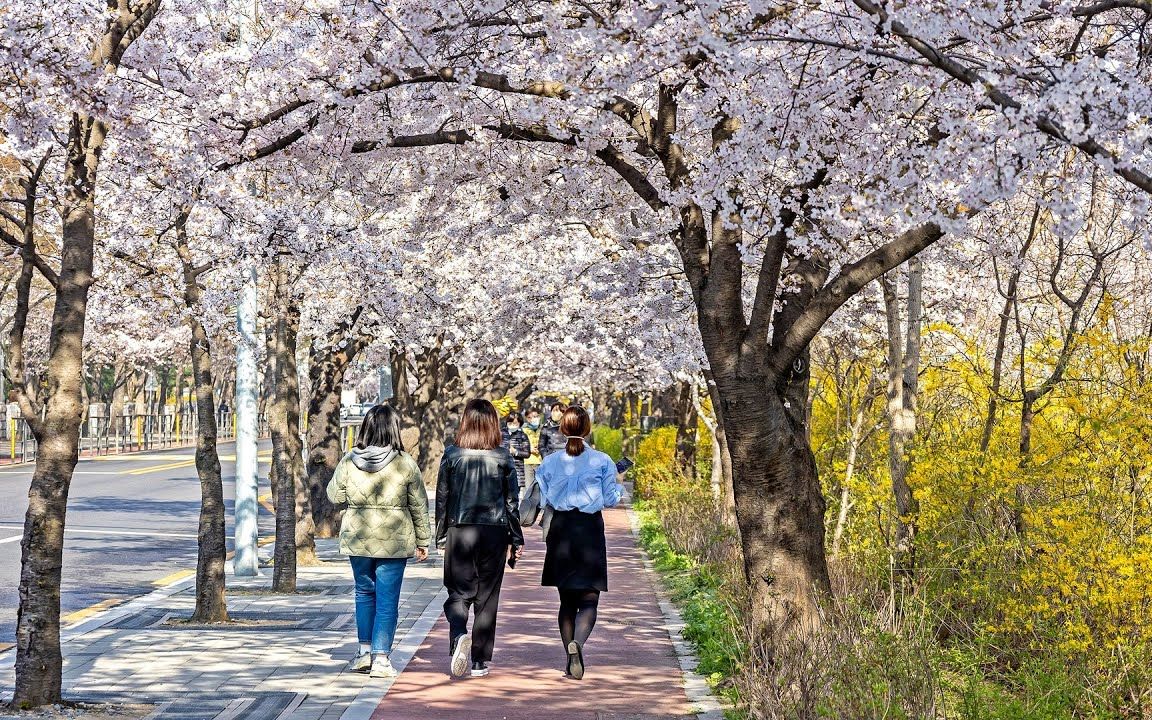 【4K】漫步首尔汝矣岛允中路樱花路 2022  即使没有樱花节,樱花和连翘也盛开哔哩哔哩bilibili