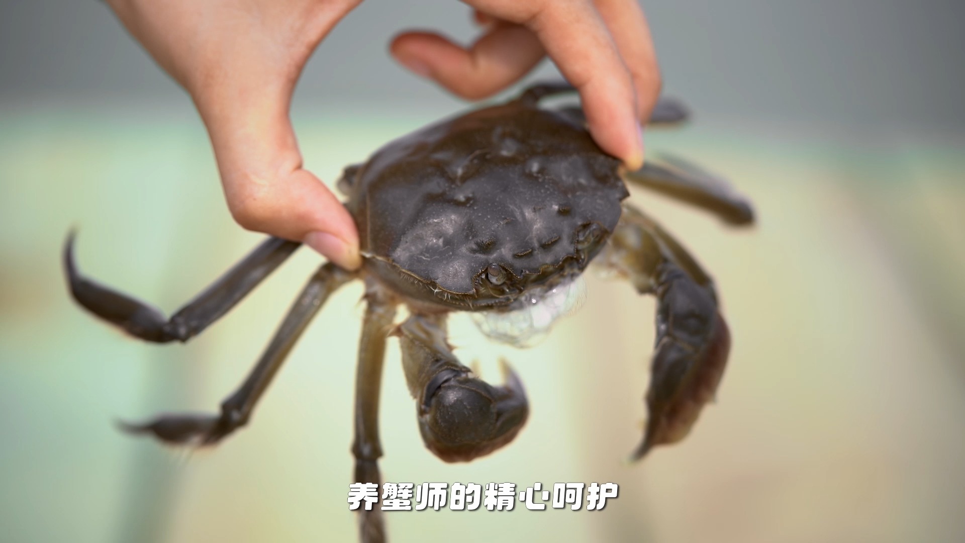 来看看蟹状元大闸蟹 的长势!