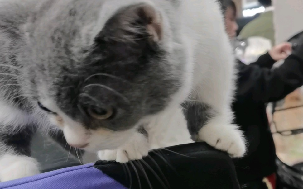 英短蓝白～一只时刻想跑路的探头汤姆