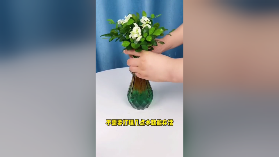 [图]九里香开花飘香还特别好养