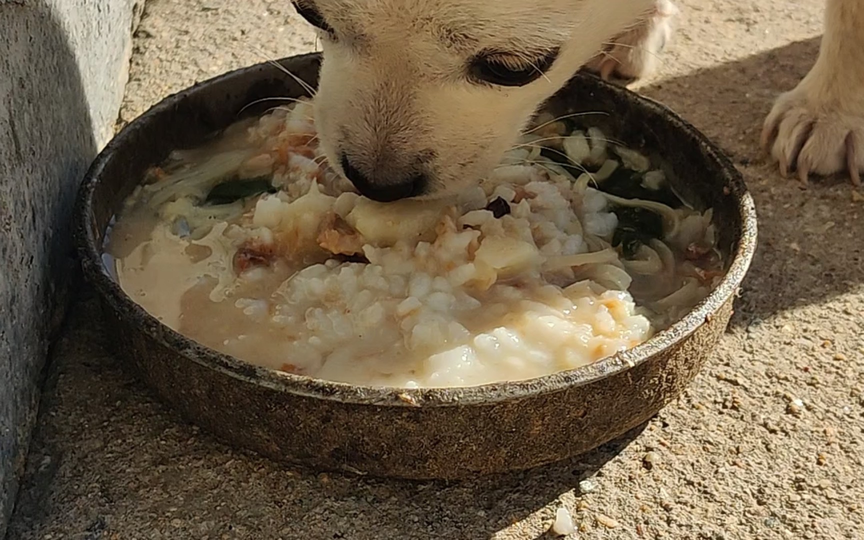 搞笑狗狗吃饭图片图片