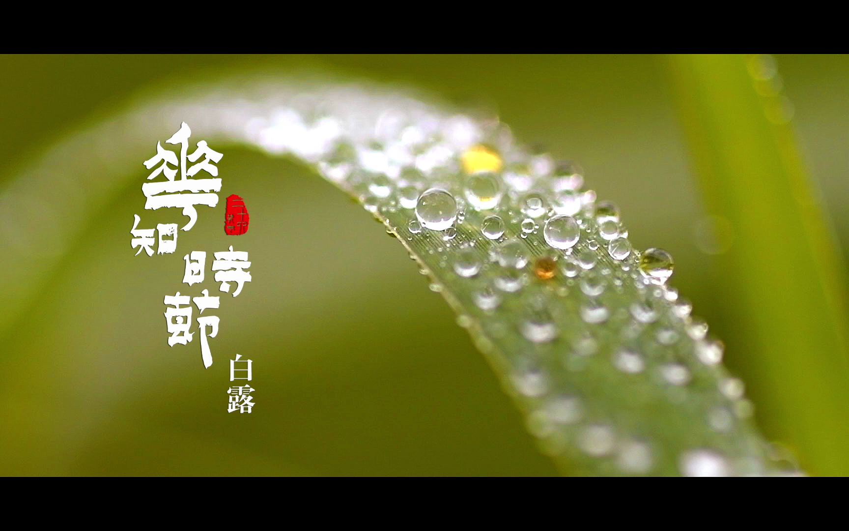 [图]二十四节气 | 花知时节之白露【中华花艺】