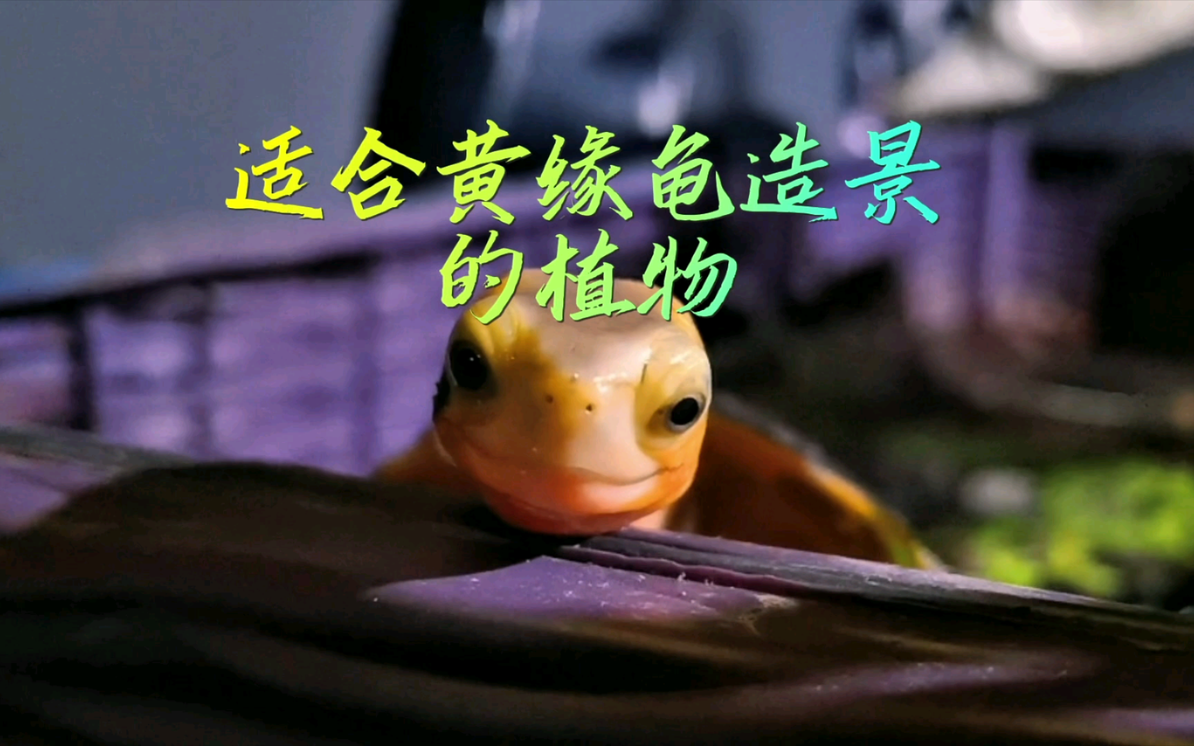 适合黄缘龟造景的植物