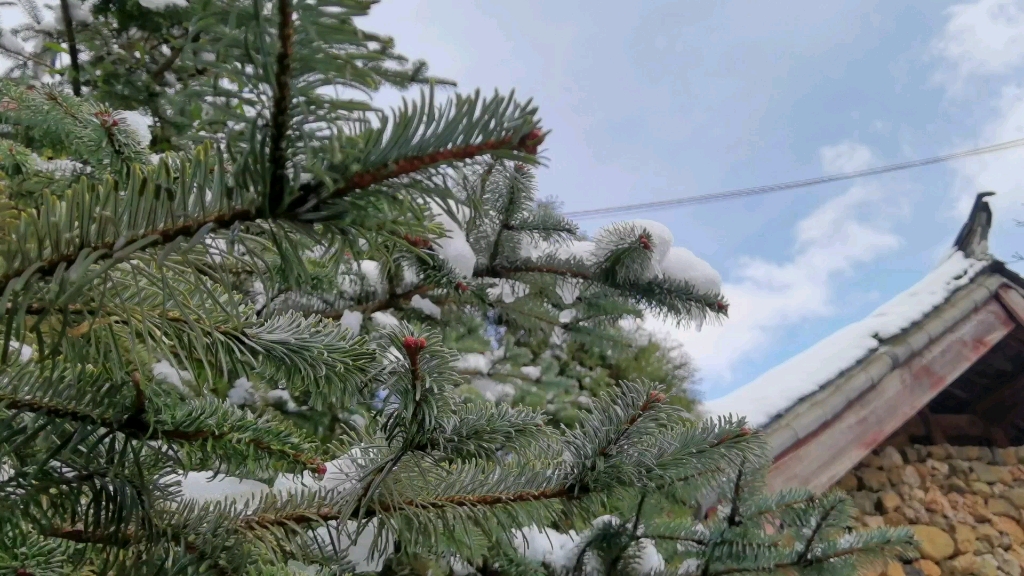 [图]有爱的这一天，在丽江的春雪是这样的！@玉龙雪山脚下玉湖村