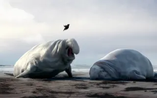 两只海象动画短片
