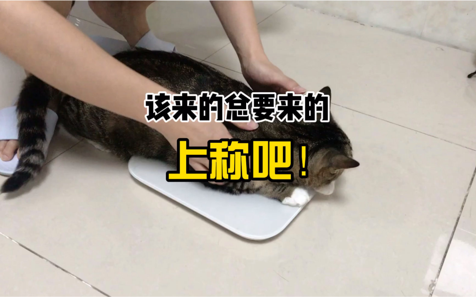 性感肥猫,在线上称