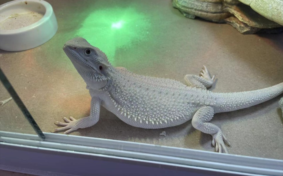 自养的zero鬃狮蜥,四个月前买来还是个苗子,1200出了,换别的蜥蜴养