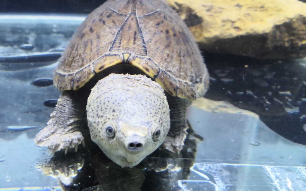 超帅的巨头剃刀龟【猛龙】