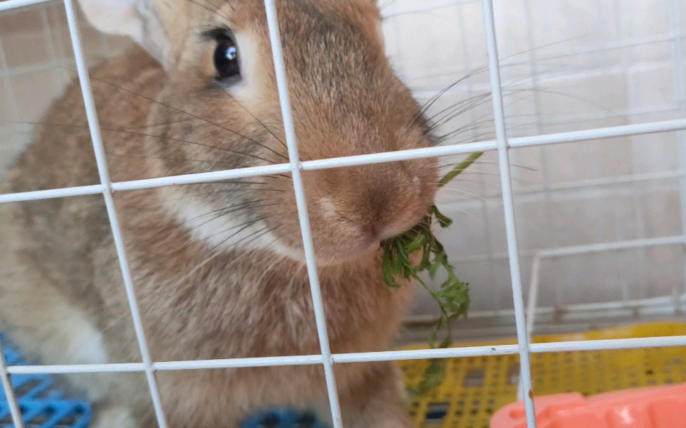 大黄兔の沉浸式吃播