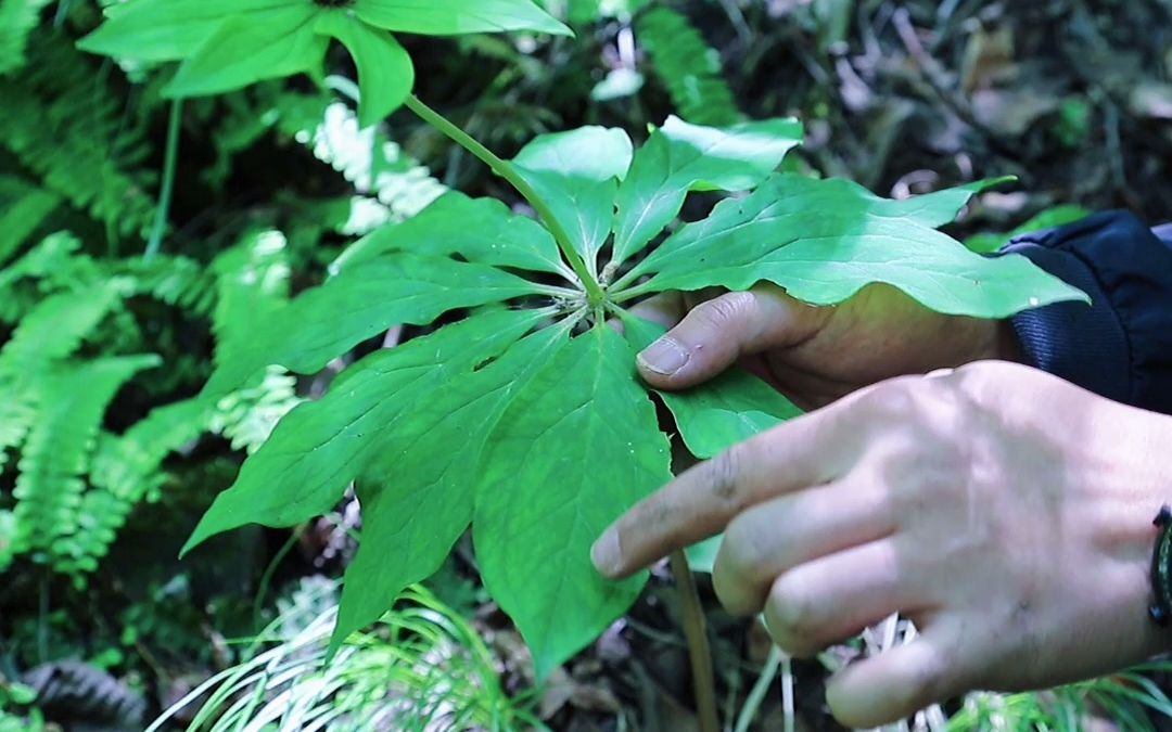 [图]你见过花和叶如此相似的植物吗？ | 我们的绿水青山