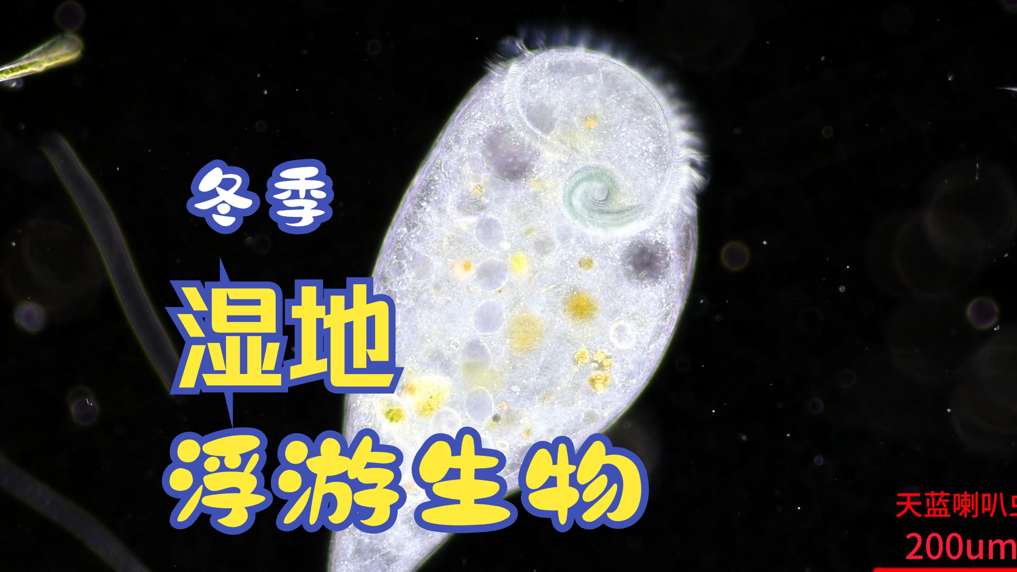 冬日微观探秘:湿地浮游生物摄影哔哩哔哩bilibili