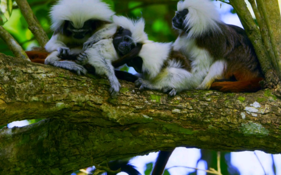 濒危动物棉冠胥猴