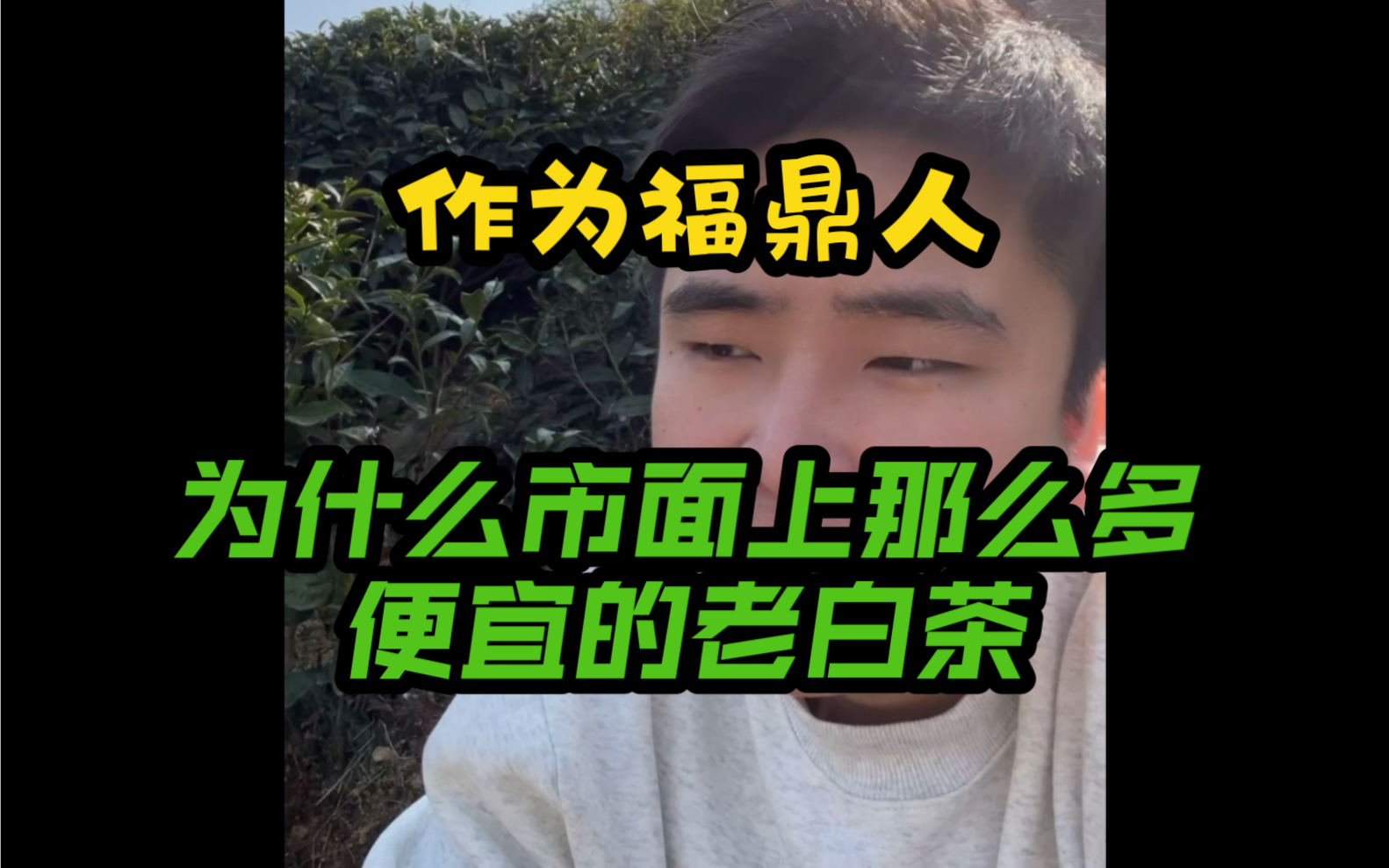 [图]作为福鼎人告诉你为什么市面上有那么多便宜的老白茶？你买到的是福鼎正宗的白茶吗？