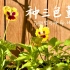 种三色堇 可食用的花-万物皆可种系列