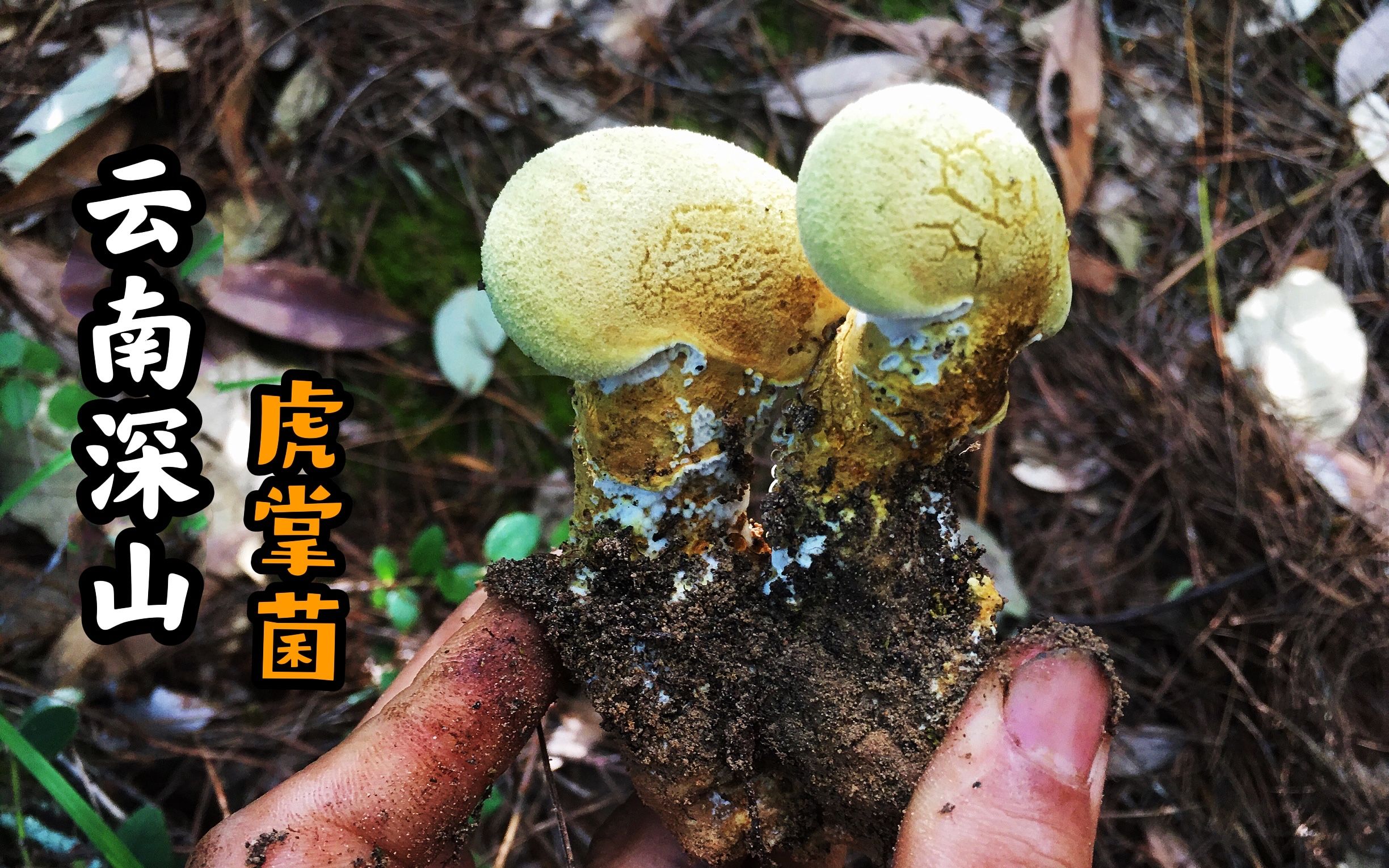 [图]叔侄三人雨后进山采蘑菇，扒开草丛居然发现值钱好货虎掌菌，好激动