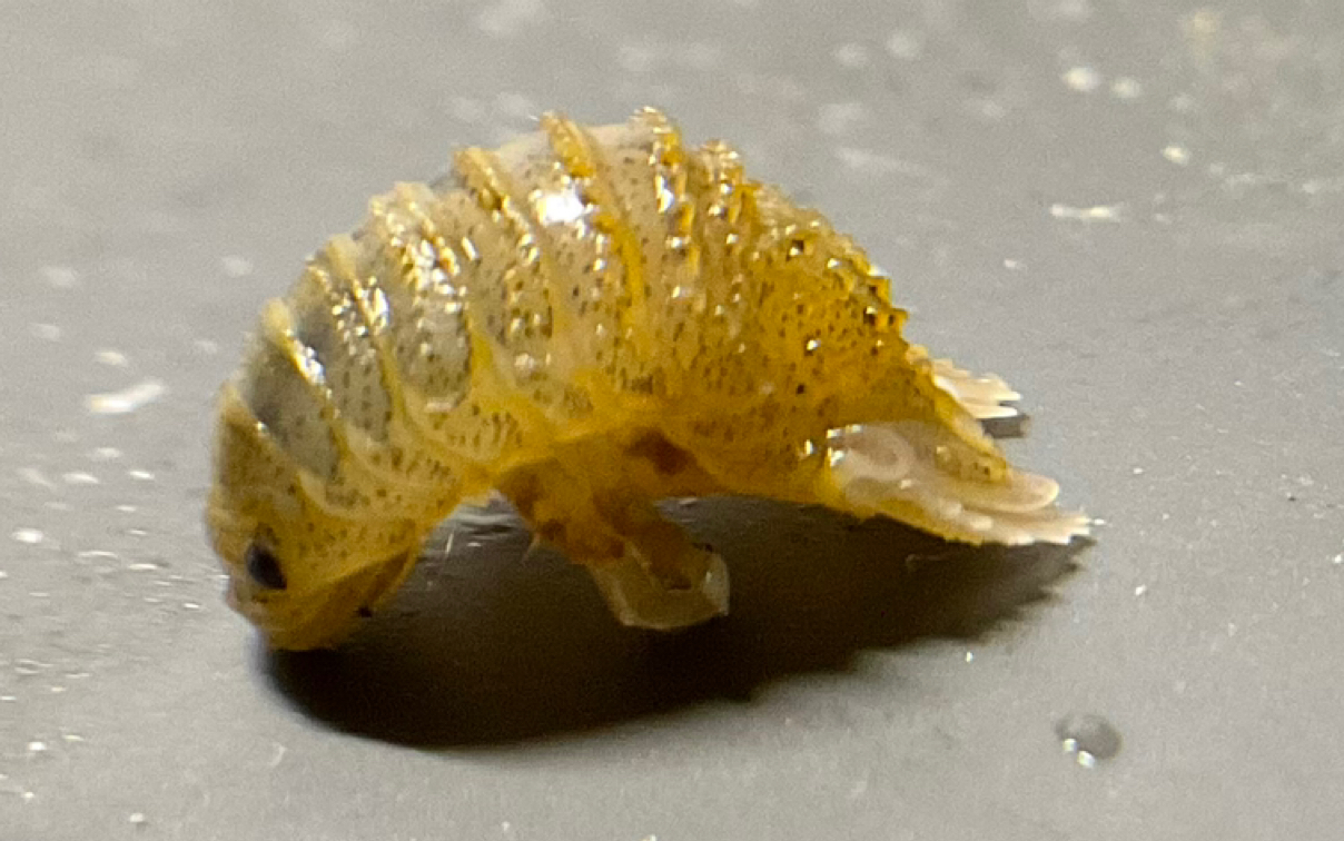 瓦氏团水虱sphaeroma walkeri