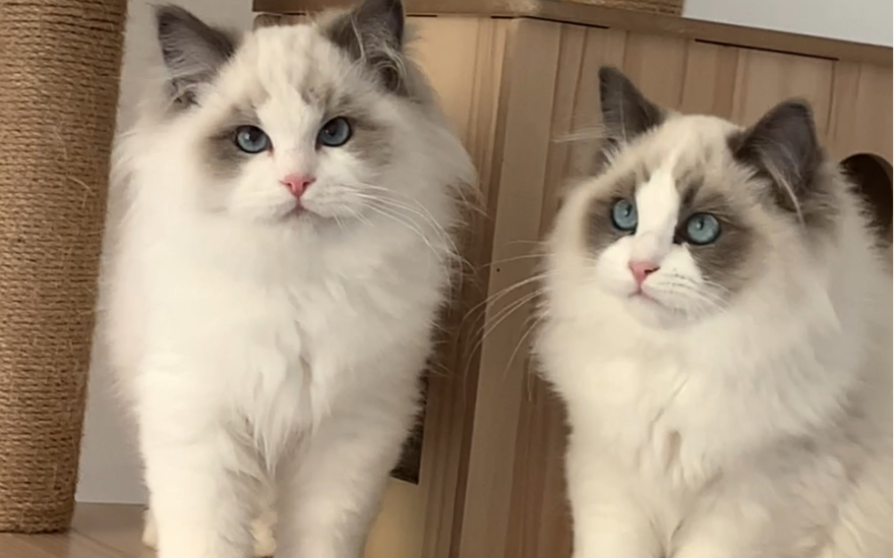 一群布偶猫小可爱呀