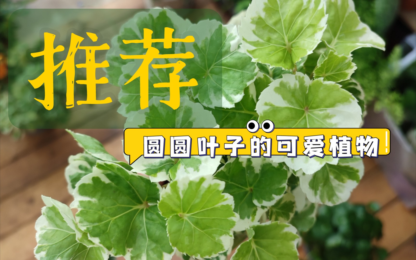 圆圆叶子的可爱植物推荐哔哩哔哩bilibili