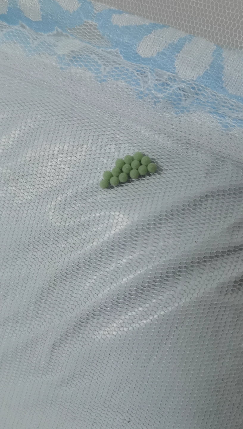 不明虫卵经过12天孵化出虫子,有点吓人,密集恐惧症慎入