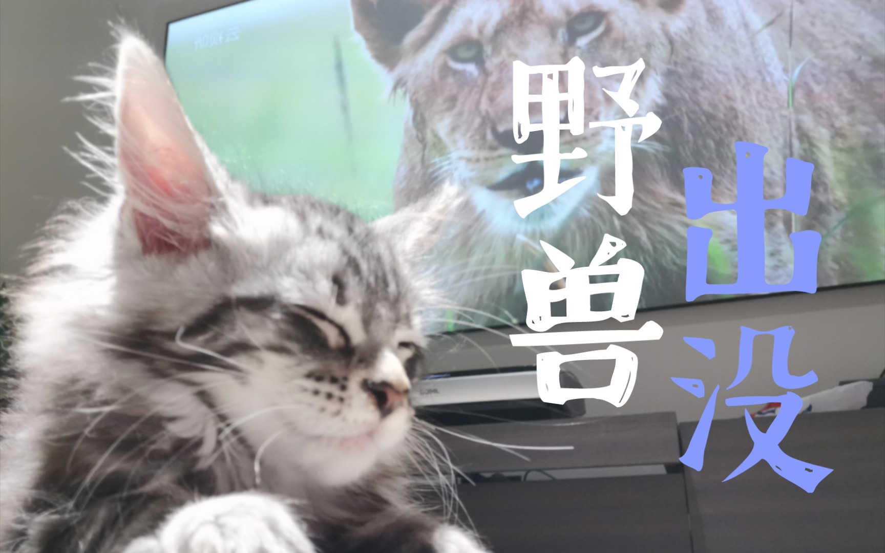 缅因猫小时候有多可爱长大就有多狠哔哩哔哩bilibili