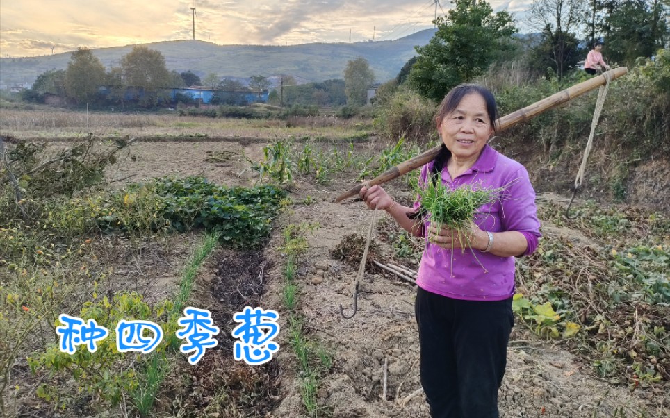 葱分几种,四季葱是葱香味最浓厚的,您们知道葱是怎么种的吗哔哩哔哩bilibili