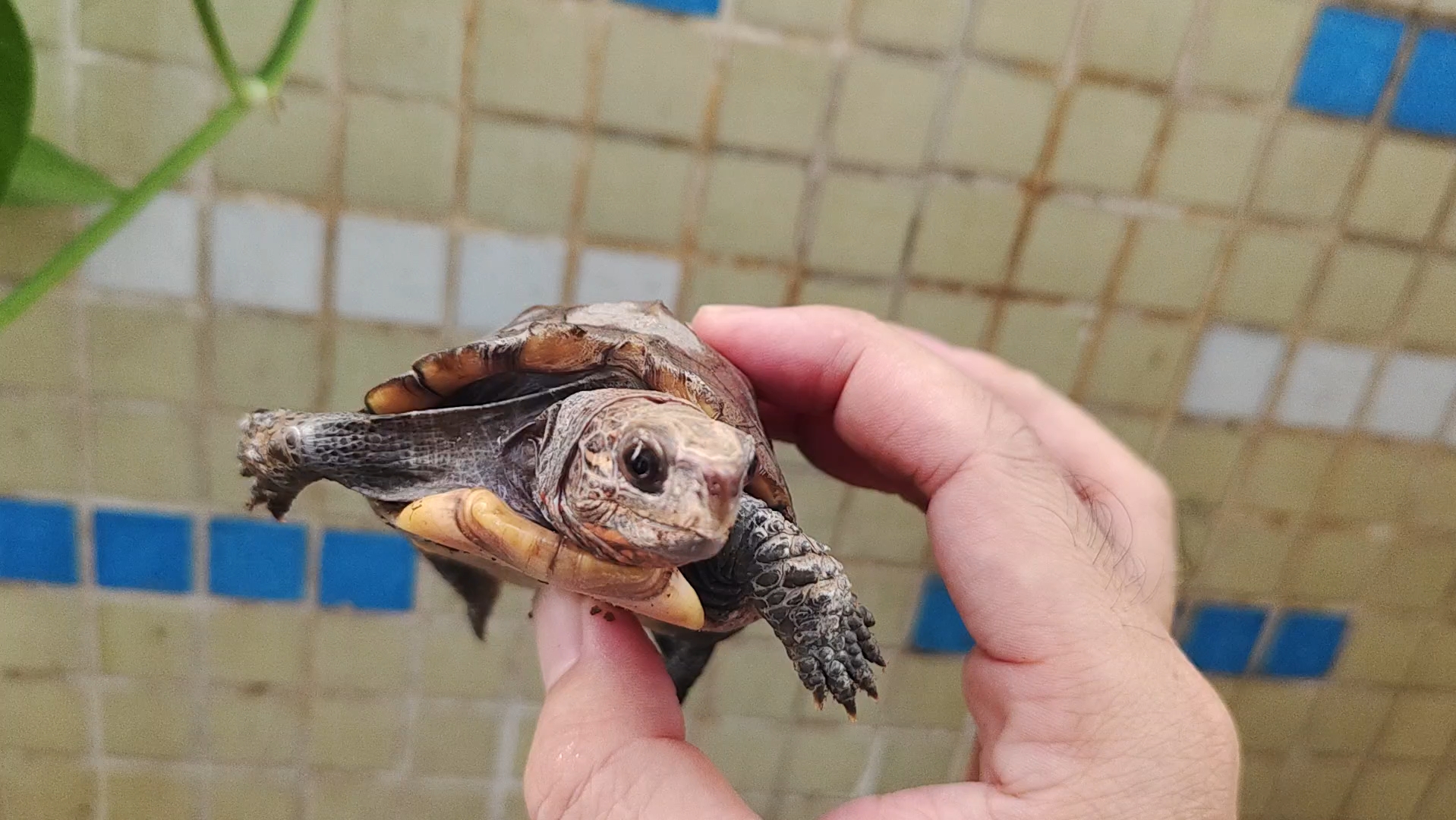 广东乌龟过冬之锯缘龟