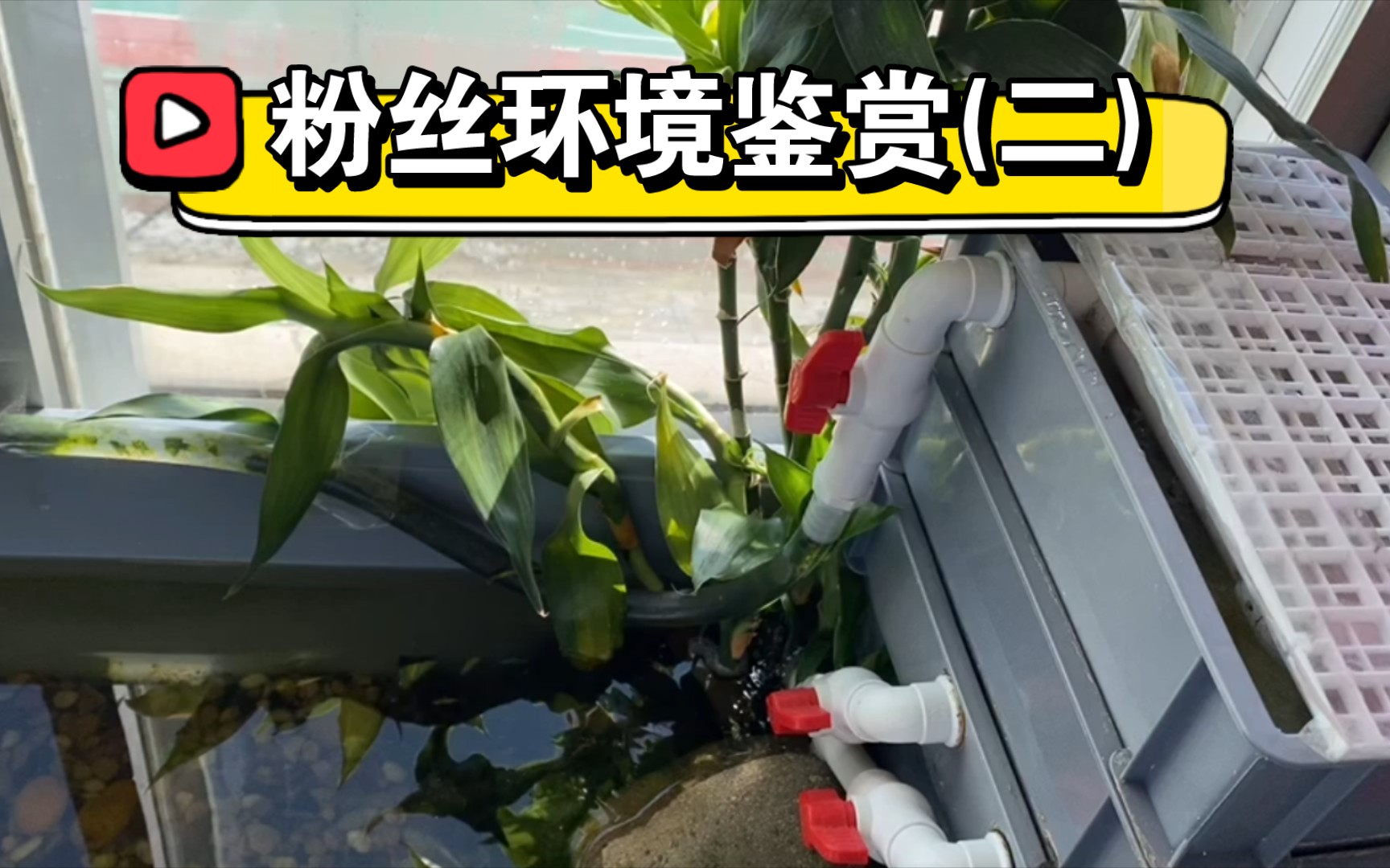 【粉丝养龟环境第一期】仿生环境(二)古法养龟的都是大佬。_哔哩哔哩_bilibili