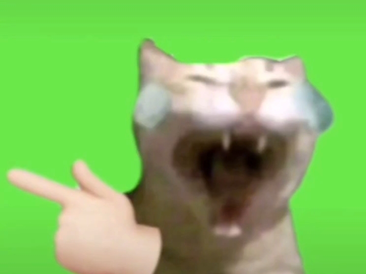 byd小猫素材