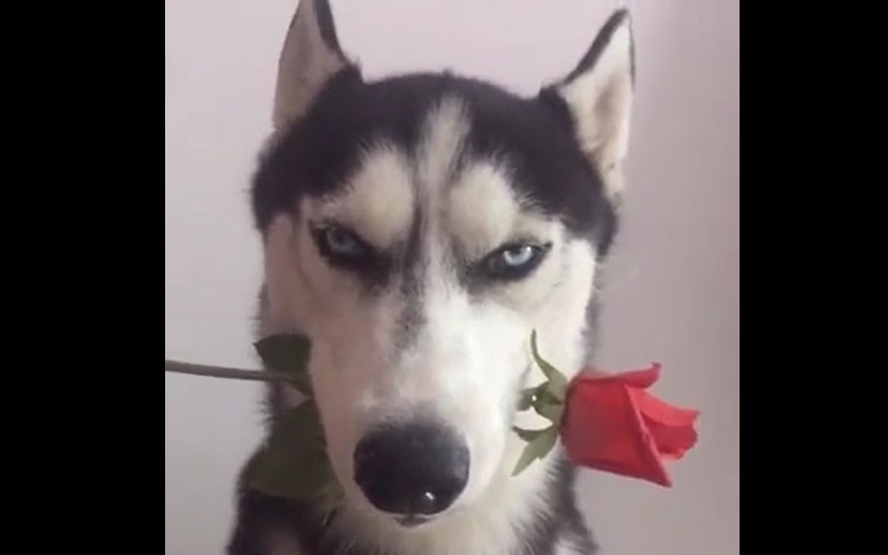 狗头叼玫瑰图片图片