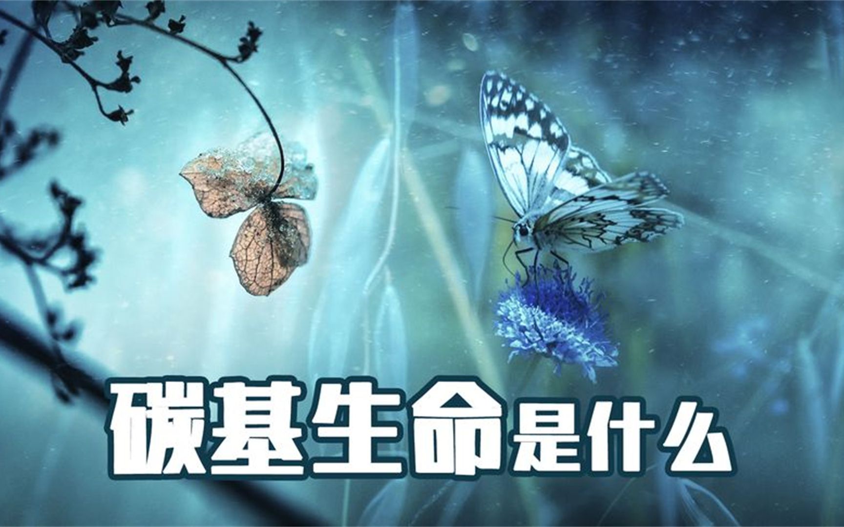 碳基生物是什么梗图片