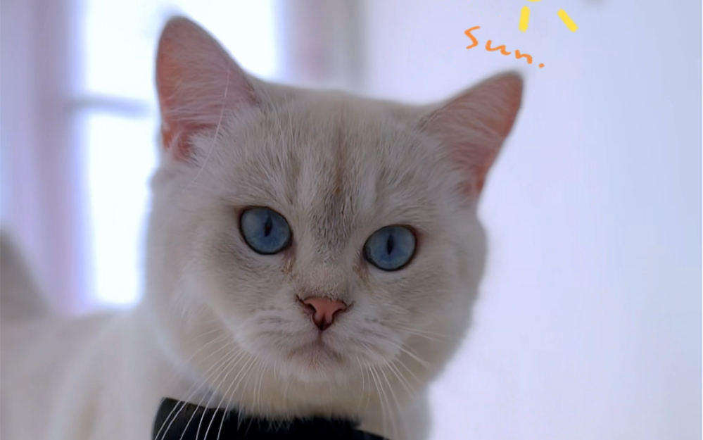 给公主殿下请安,太阳起了你也起,你是人间小仙女.