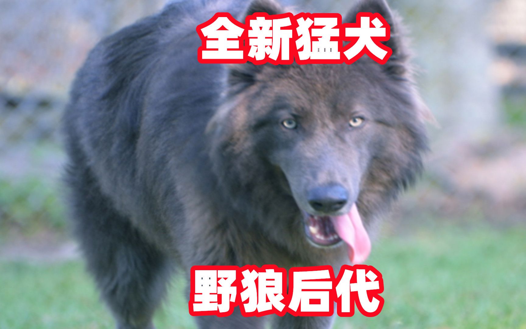 墨西哥野狼与东德牧羊犬混血后,诞生全新猛犬卡鲁波狼犬,战斗力彪悍哔哩哔哩bilibili