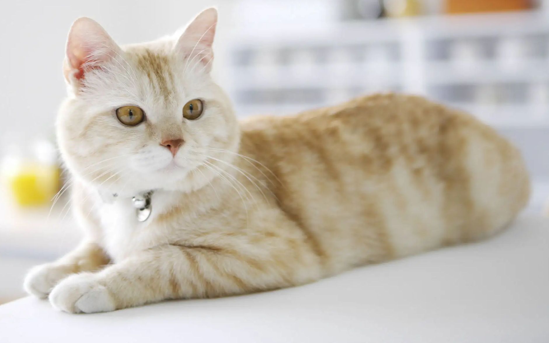 当一只小猫咪是什么感觉?治愈又致郁的 《stray》(迷失)试玩