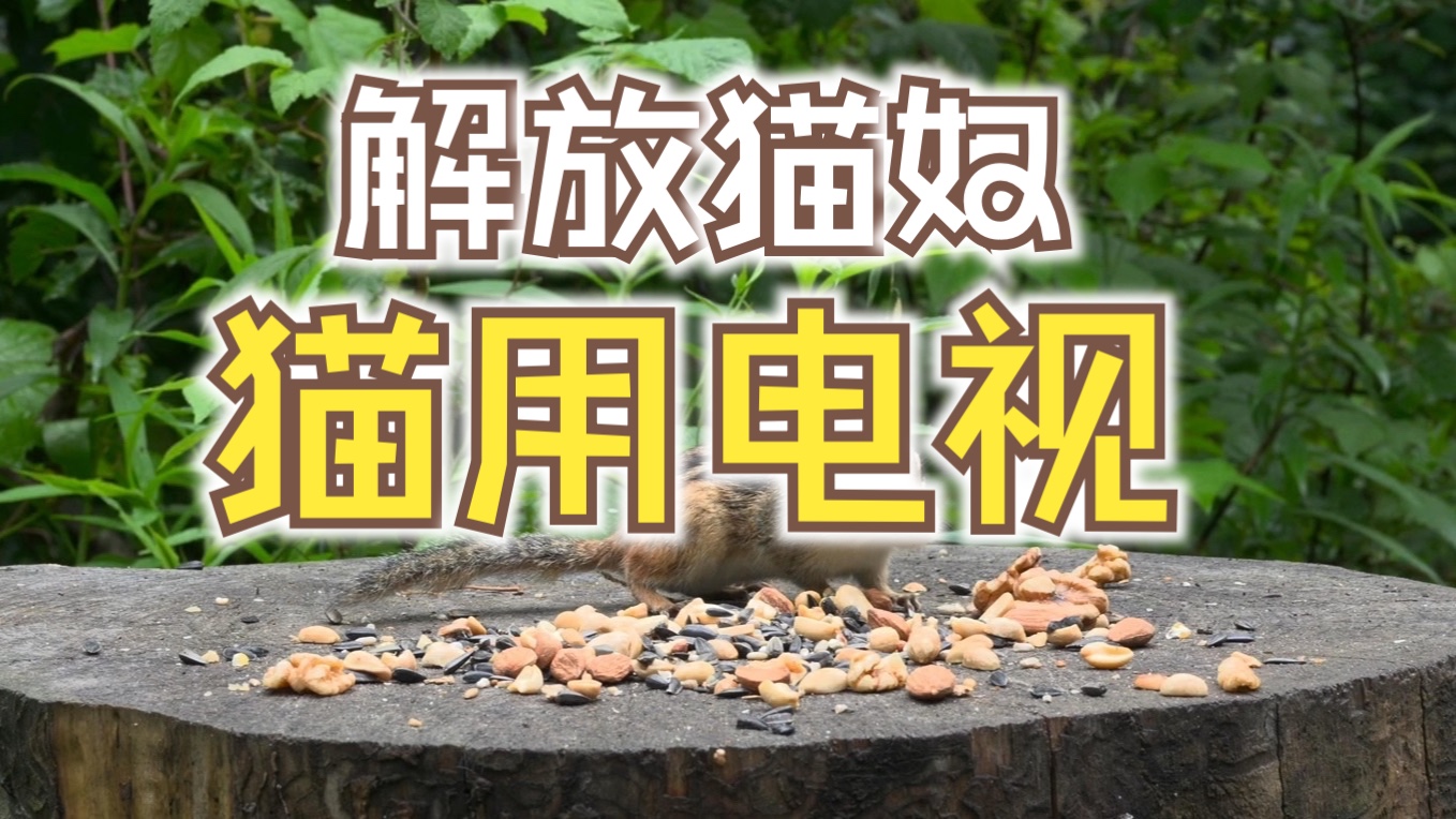 猫电视第一集:4K CatTV 小猫电视解放猫奴双手 猫咪自娱自乐哔哩哔哩bilibili