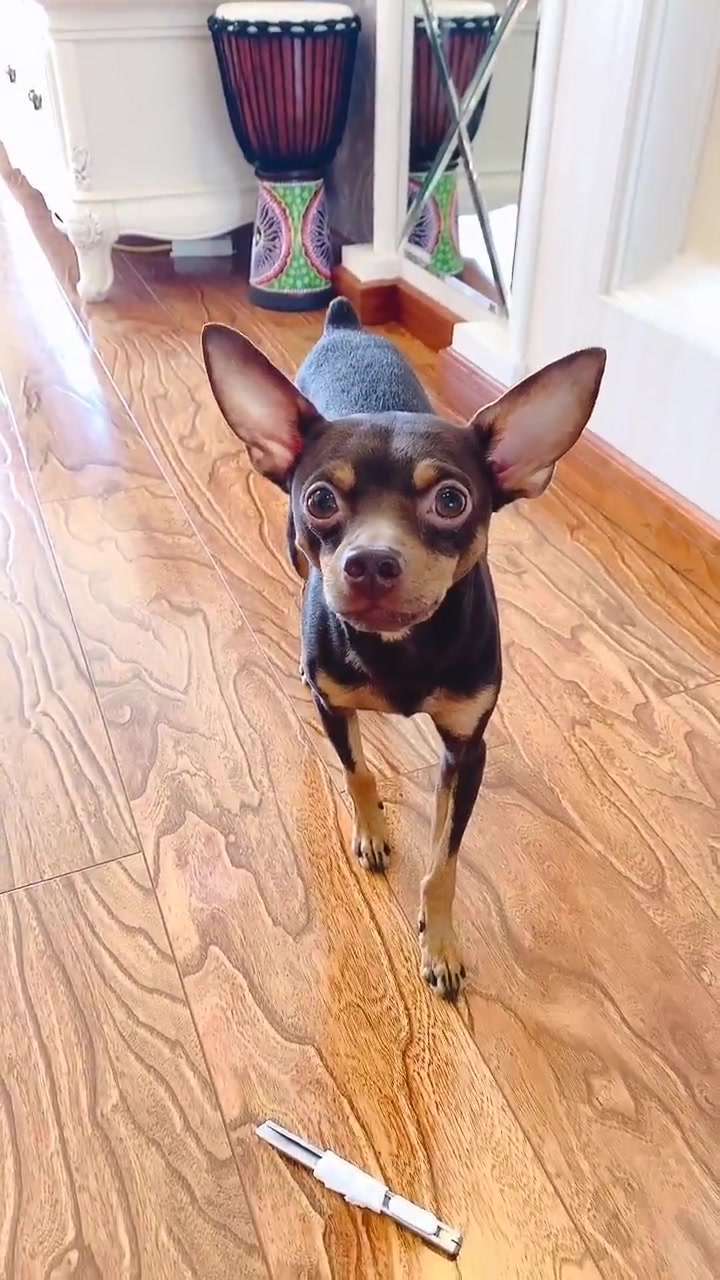 主人给啵啵乐吃肉还说有毒,结果它的做法成精了,好懂事的狗狗