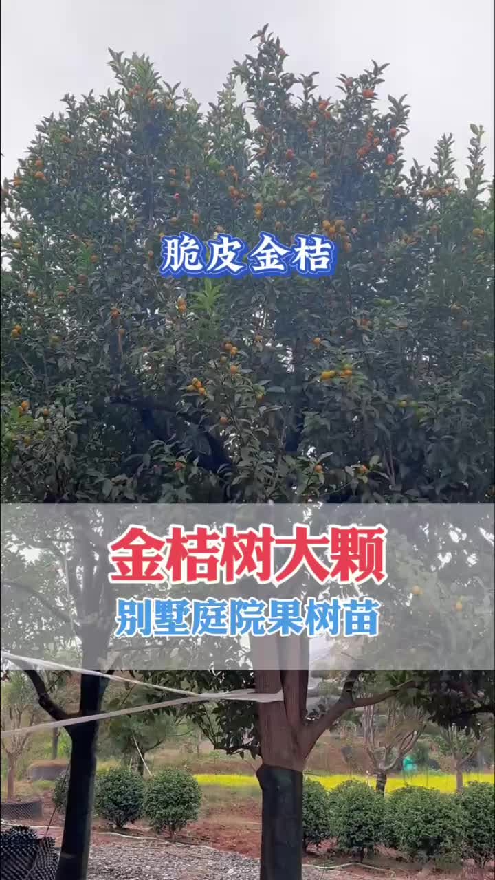 金桔树哔哩哔哩bilibili