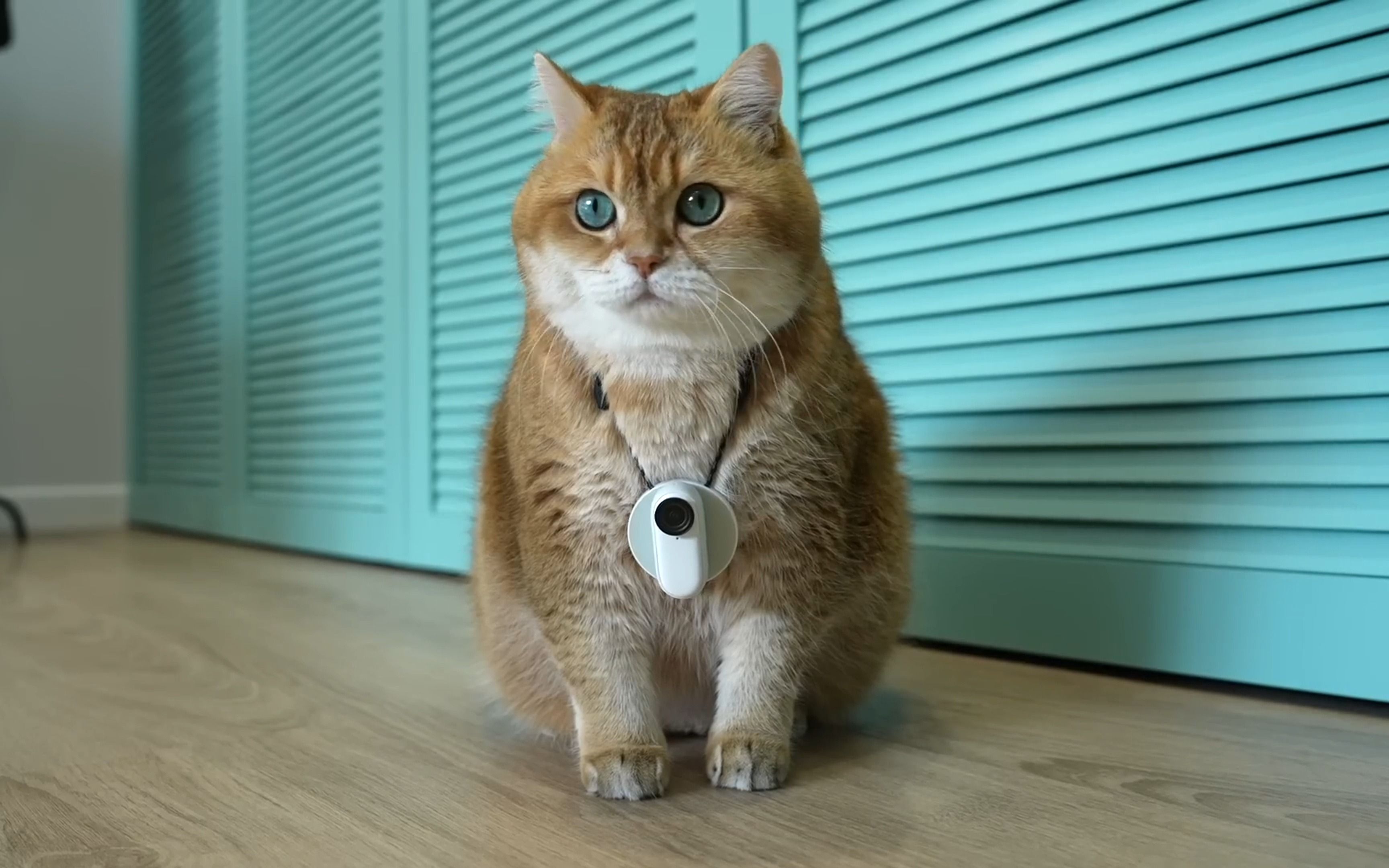 来感受一下小猫咪的第一视角