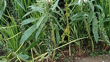 [图]芝麻开花，节节高。